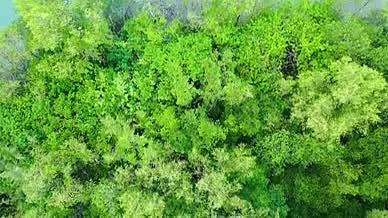 4k航拍三亚白鹭公园栖息在树上的白鹭视频的预览图